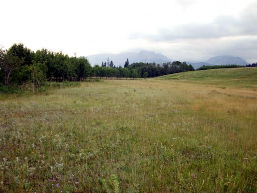 P000844cM