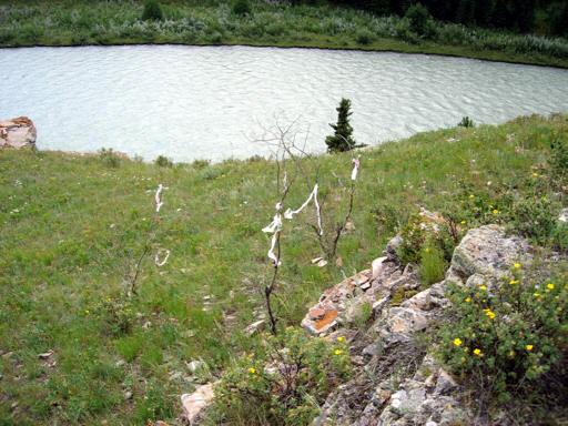 P003050nM
