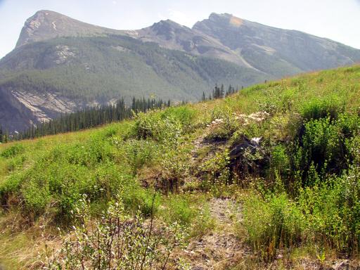 P003916fM