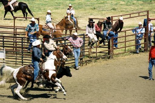 Steer Wrestling