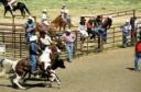 Steer Wrestling
