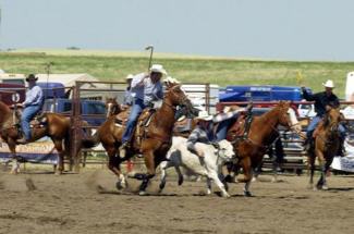 Steer Wrestling_hN