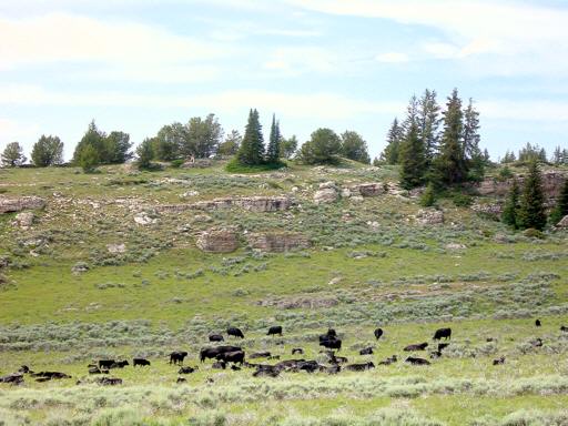 Brokenback_Mountain_dM