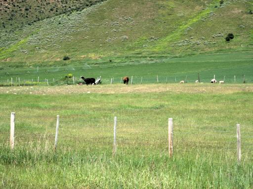 McMurtrys_Brokeback_Area_pM