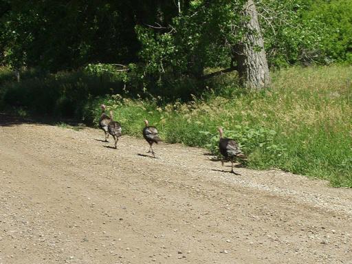 Old_Childress_Place_eM