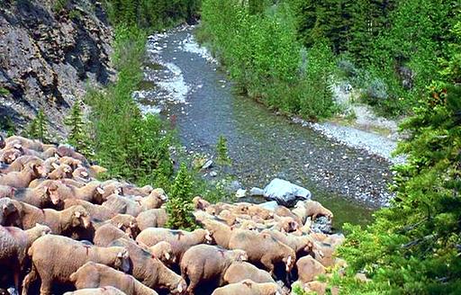 Creek Crossing